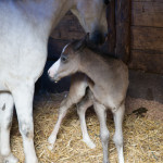 Kip&DeEinder9en1005LR-4634