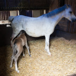 Kip&DeEinder9en1005LR-4639