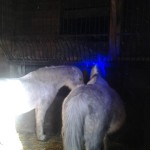 Tsar en Nadja winterstal 2013 RN blauwe inval glas en lood