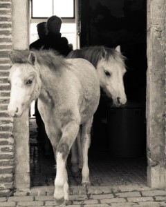 ponies